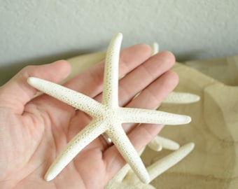 Real 4-6" White Pencil Finger Starfish Crafts & Coastal Décor Wedding Beach Nautical Sea Stars