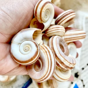 May include: A collection of spiral seashells with brown and white stripes. The shells have a smooth, glossy texture and are in various sizes. The shells are a natural, organic shape and are ideal for coastal decor or craft projects.