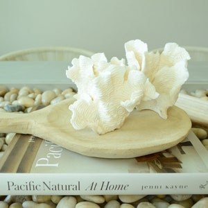 100% Natural Genuine RUGOSA Sea Coral Ocean Wavy Centerpiece Coastal Beach Ocean Décor Seashells image 3