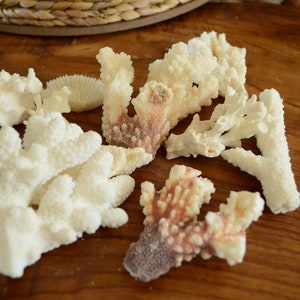 May include: A collection of white and brown coral pieces on a wooden surface. The coral is a natural material and has a variety of shapes and sizes.