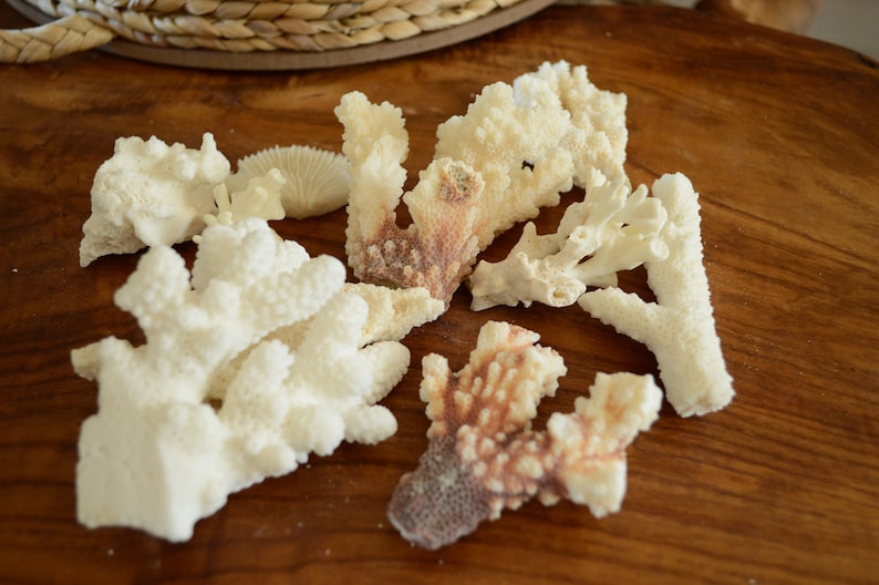 May include: A collection of white and brown coral pieces on a wooden surface. The coral is a natural material and has a variety of shapes and sizes.