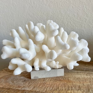 2-4&quot; Square Crystal Clear Lucite Block Stands for Coral Mounting Services Acrylic Display Riser