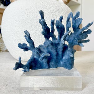 Genuine 100% Natural Sea BLUE RIDGE CORAL 6x6&quot; Acrylic Mounted Ocean Reef Coastal Beach Décor Nautical Gift Real Ocean Treasure