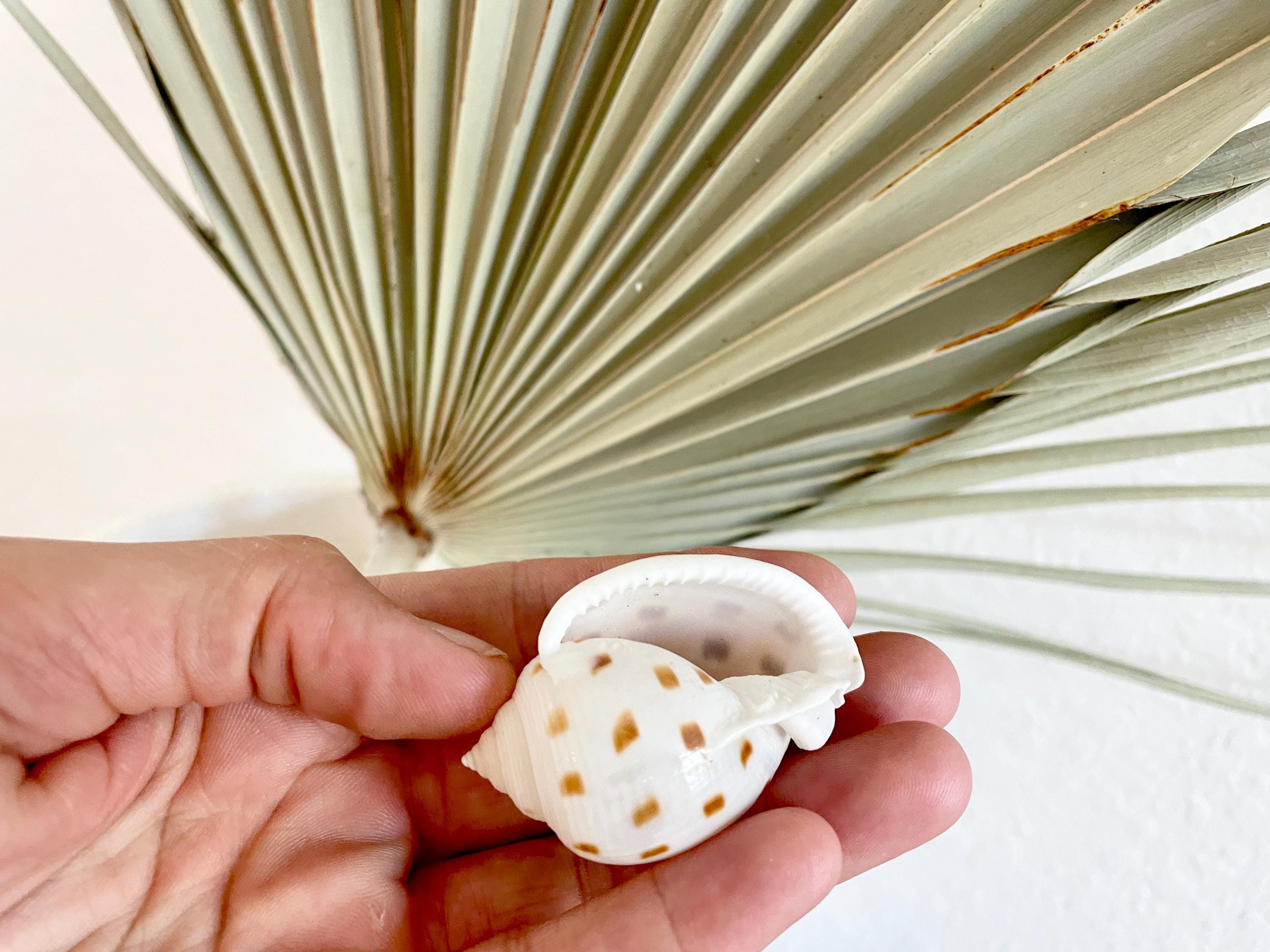 SCOTCH BONNET SHELLS * You Choose Quantity* 1.5-2