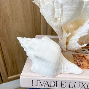 K&ouml;nnte beinhalten: Eine wei&szlig;e Muschelschale und ein St&uuml;ck wei&szlig;en Korallen liegen auf einem Buch mit dem Text "LIVABLE LUXE". Die Schale hat eine spiralf&ouml;rmige Form und eine strukturierte Oberfl&auml;che. Die Koralle hat eine por&ouml;se, verzweigte Struktur. Die Artikel werden auf einem hellrosa Buch ausgestellt.