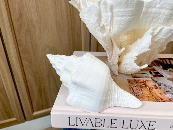 Sacred Chank Shells  *All Sizes* Crisp White Display Seashell Coastal Décor