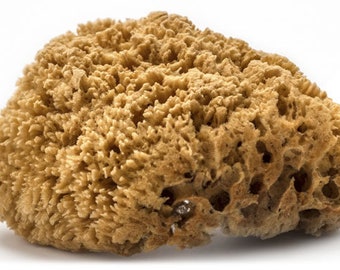 100% Natural Sea Sponges Brown Beach Coastal Home Décor Painting Craft Sponge