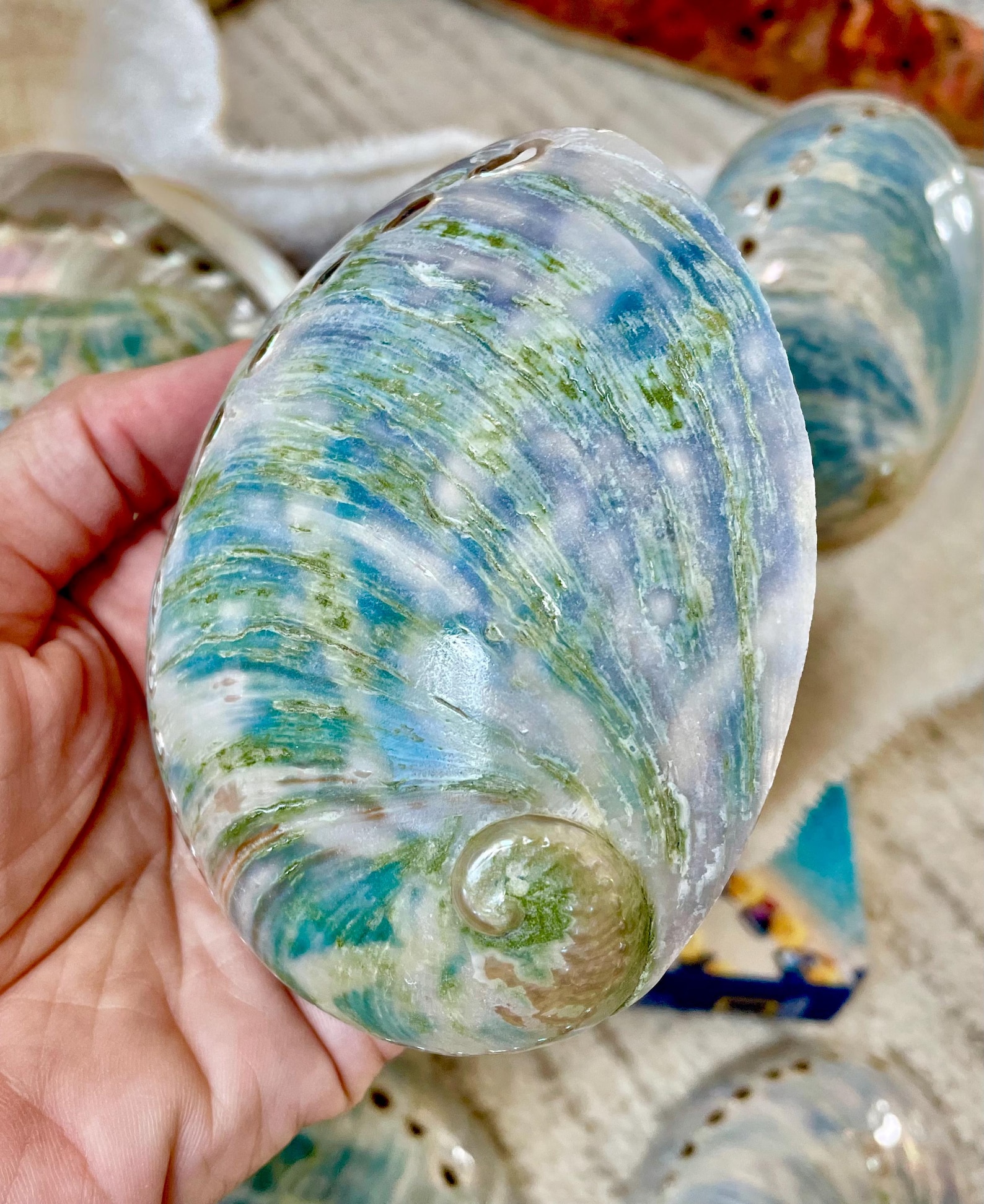 Buffed Shell BLUE GREEN BUFFED *all Sizes* Abalone Shells Natural Iridescent Silver ...