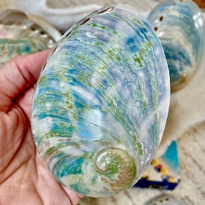May include: Abalone shells with iridescent blue, green, and white patterns. The shells have a smooth, pearlescent surface and a spiral design at one end. These natural shells are a decorative item.