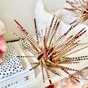 May include: A spiky sea urchin shell with brown and white striped spines, positioned next to a white book with black polka dots and the text CURTIS, a large white conch shell, and a smaller spiky sea urchin shell in the background.