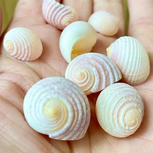 May include: A collection of small, spiral-shaped seashells in various sizes and shapes. The shells are primarily white with delicate pink and yellow hues, and are held in a hand. The shells have a smooth, textured surface.