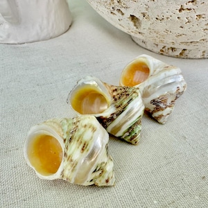1.5-2&quot; Shells Set of 3 Polished Banded Goldmouth Turbo Seashells Opening .75-1&quot; Display Home Nautical Natural Décor Hermit Crab
