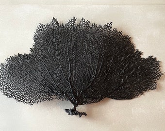 8-18” Solid Black REAL Sea Fans Starfish & Urchins Ocean Reef Natural Beach Coastal Décor Display