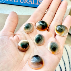 May include: A hand holding seven polished, oval-shaped seashells. The shells have a glossy finish with a color gradient from dark green to brown and orange. The shells are smooth and appear to be natural.