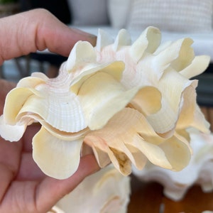 Rare Fluted Scaly Squamosa Tridacna Giant Clam Shell Pair Set, You Pick Size! Seashell Beach Home Décor Ocean Life Sea Shell Specimen