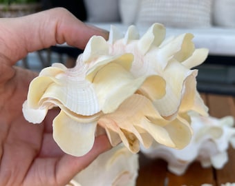 Rare Fluted Scaly Squamosa Tridacna Giant Clam Shell Pair Set, You Pick Size! Seashell Beach Home Décor Ocean Life Sea Shell Specimen