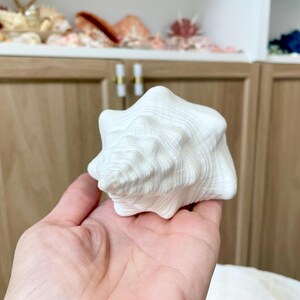 K&ouml;nnte beinhalten: Eine gro&szlig;e, wei&szlig;e Muschelschale mit strukturierter Oberfl&auml;che. Die Schale wird in einer Hand gehalten und zeigt ihr kompliziertes Spiraldesign. Der Hintergrund umfasst einen Holzschrank und andere Muscheln.