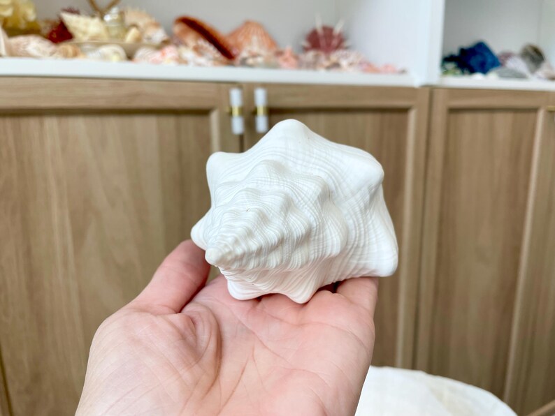 K&ouml;nnte beinhalten: Eine gro&szlig;e, wei&szlig;e Muschelschale mit strukturierter Oberfl&auml;che. Die Schale wird in einer Hand gehalten und zeigt ihr kompliziertes Spiraldesign. Der Hintergrund umfasst einen Holzschrank und andere Muscheln.
