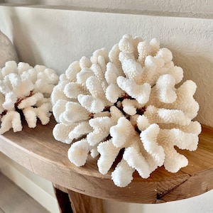 CLUSTER Coral White *Todos los tamaños* Auténtico fósil marino natural real Decoración costera