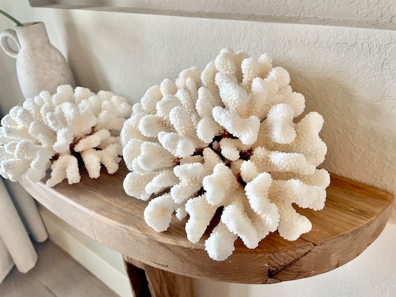 CLUSTER Coral White *All Sizes* Authentic Natural Real Sea Fossil Coastal Décor