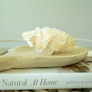 De Rasa Shells DERASA CLAM SHELLS Open Matching Pair *all Sizes* Natural Colored White ...