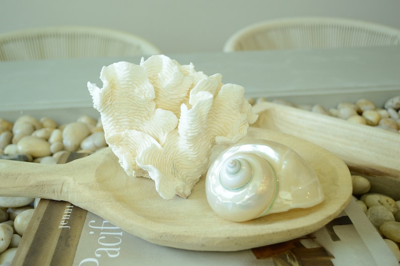 100% Natural Genuine RUGOSA Sea Coral Ocean Wavy Centerpiece Coastal Beach Ocean Décor Seashells image 4