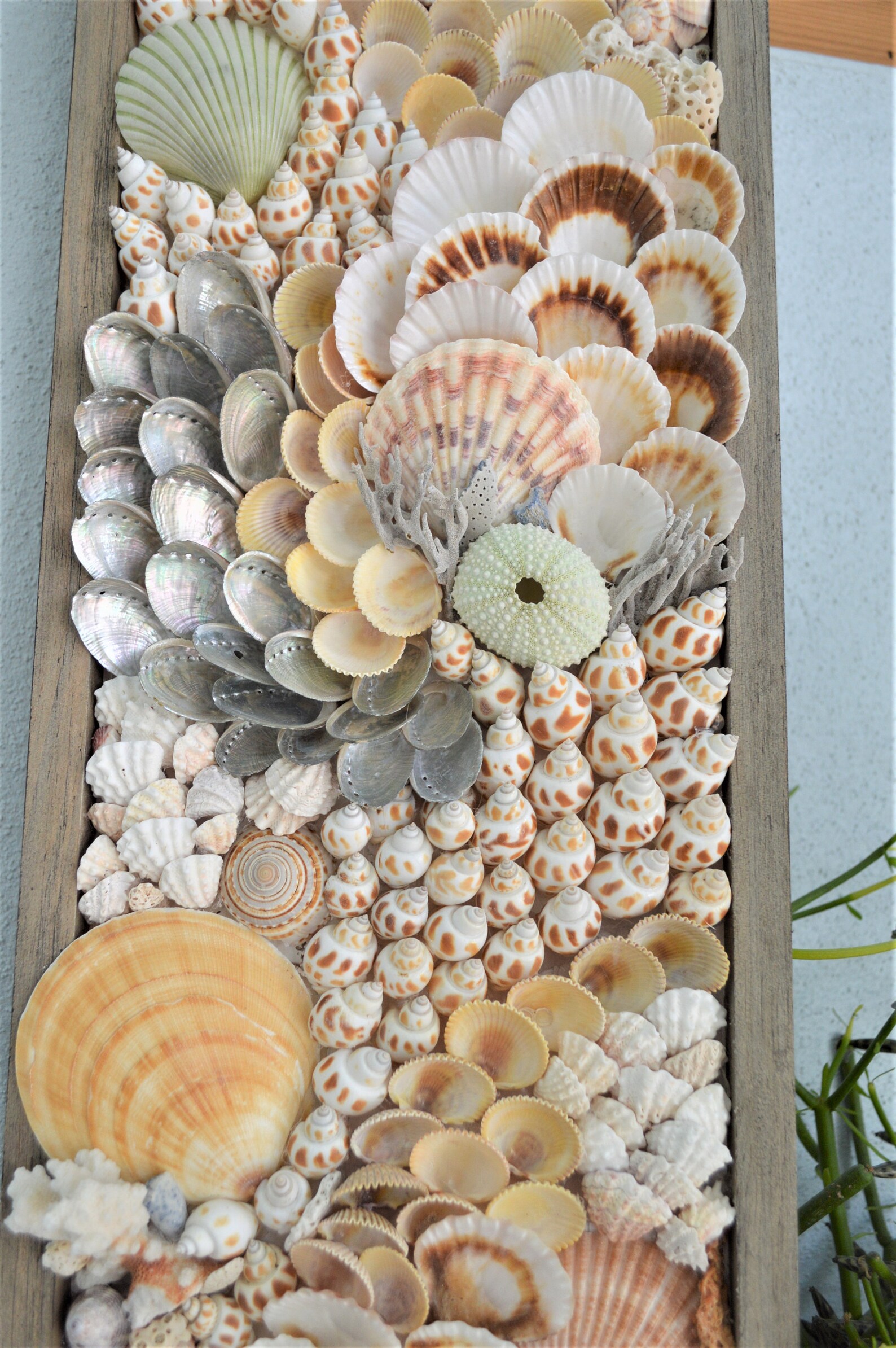 Handmade Modern Coastal Wall Art Sea Shells & Wood Panel Etsy