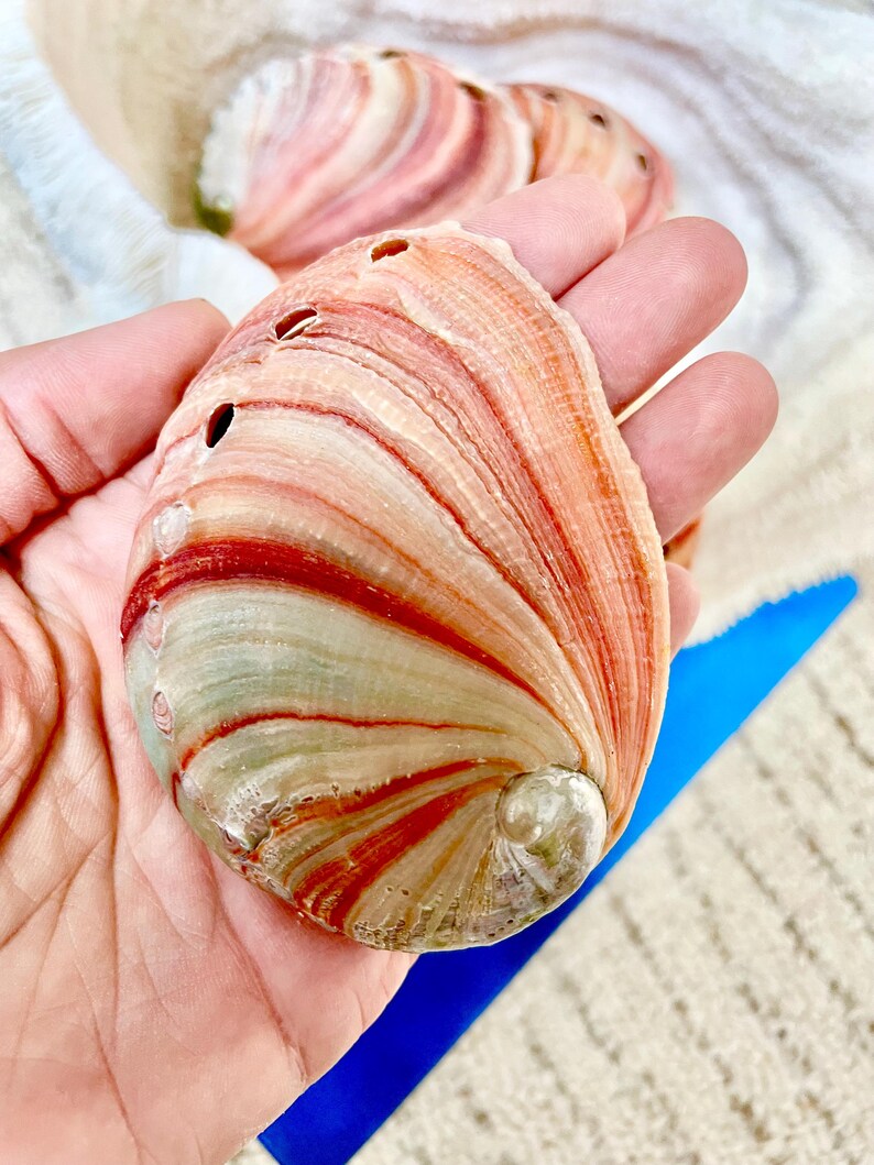 Red Striped Abalone Raw Shells, 3.5-6