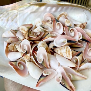 May include: A large, iridescent seashell bowl filled with numerous small, spiral-shaped seashells. The shells display a range of colors, including white, tan, and pink, with some having dark accents. The bowl's interior has a pearlescent sheen.