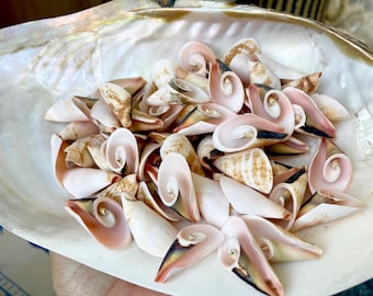PINK LILY CUT Shells 1.25"-1.75" Long *You Choose Quantity* Slices Craft Seashells