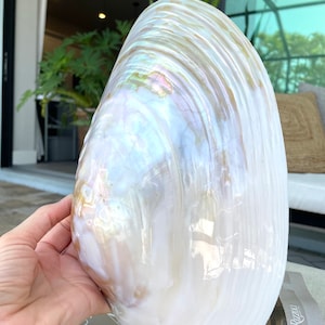 Natural GIANT Mussel Full Paired Shell Mother of Pearl Irredescent Seashell 8-9" Clam Beach Nautical Coastal Décor Decorative Coastal