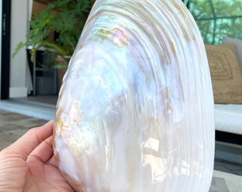 巨大なシャコガイの貝殻：天然の海の装飾、工芸品の飾り（18～20 cm