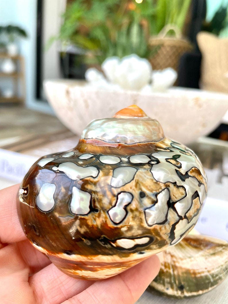 May include: A brown and white seashell with a pearlescent finish. The shell has a unique pattern of black lines and swirls.