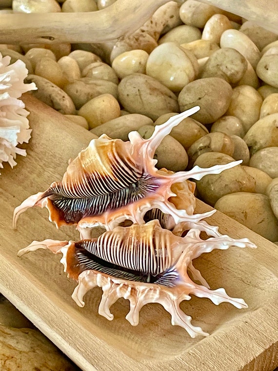 Scorpion Spider Conch Seashell Set of 3, 4-5