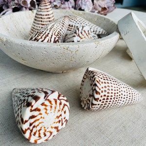 LETTERED CONE SHELL *all Sizes* Natural White Brown Spots Display ...