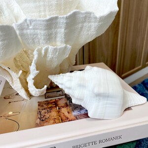 K&ouml;nnte beinhalten: Eine wei&szlig;e Muschel und eine gro&szlig;e, strukturierte, wei&szlig;e korallenartige Skulptur liegen auf einem Buch mit dem Titel "LIVABLE LUXE" von Brigitte Romanek. Das Buch liegt auf einem Tisch mit einem blauen Teppich im Hintergrund.
