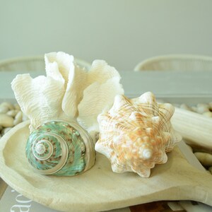May include: Three seashells on a wooden spoon. The shells are a white coral, a green and brown spiral shell, and a tan and brown shell with ridges. The spoon is on a surface with small white stones.