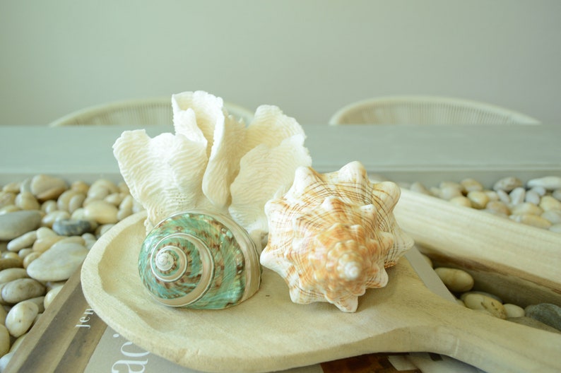 May include: Three seashells on a wooden spoon. The shells are a white coral, a green and brown spiral shell, and a tan and brown shell with ridges. The spoon is on a surface with small white stones.