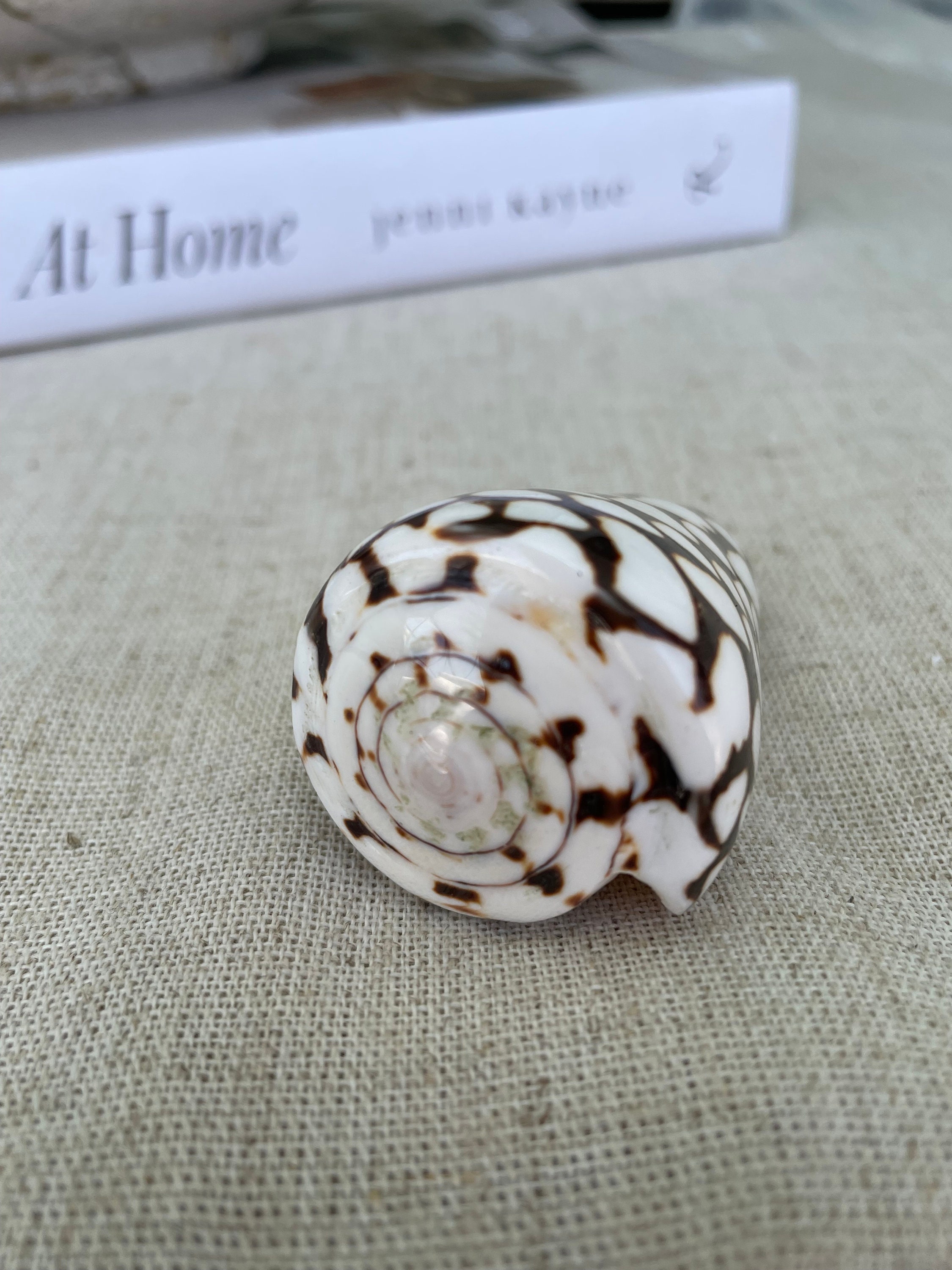 Micropolitan Shells MARBLE CONE SHELLS *all Sizes* Natural White Brown Spots Modern Décor ...