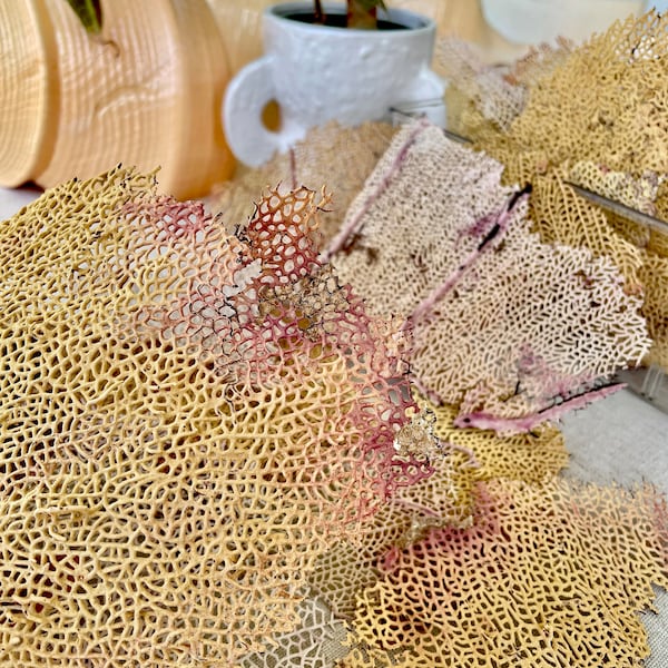 Real Natural Dried Sea Fan Pieces 6” Caribbean Pink Yellow Mix Beach Coastal Décor Decorative Crafts FREE SHIPPING
