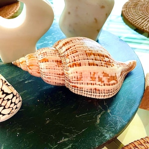 Florida Banded True Tulip Seashell 5-8&quot; YOU PICK SIZE Sea Shell Brown Orange Beach Nautical Décor Display
