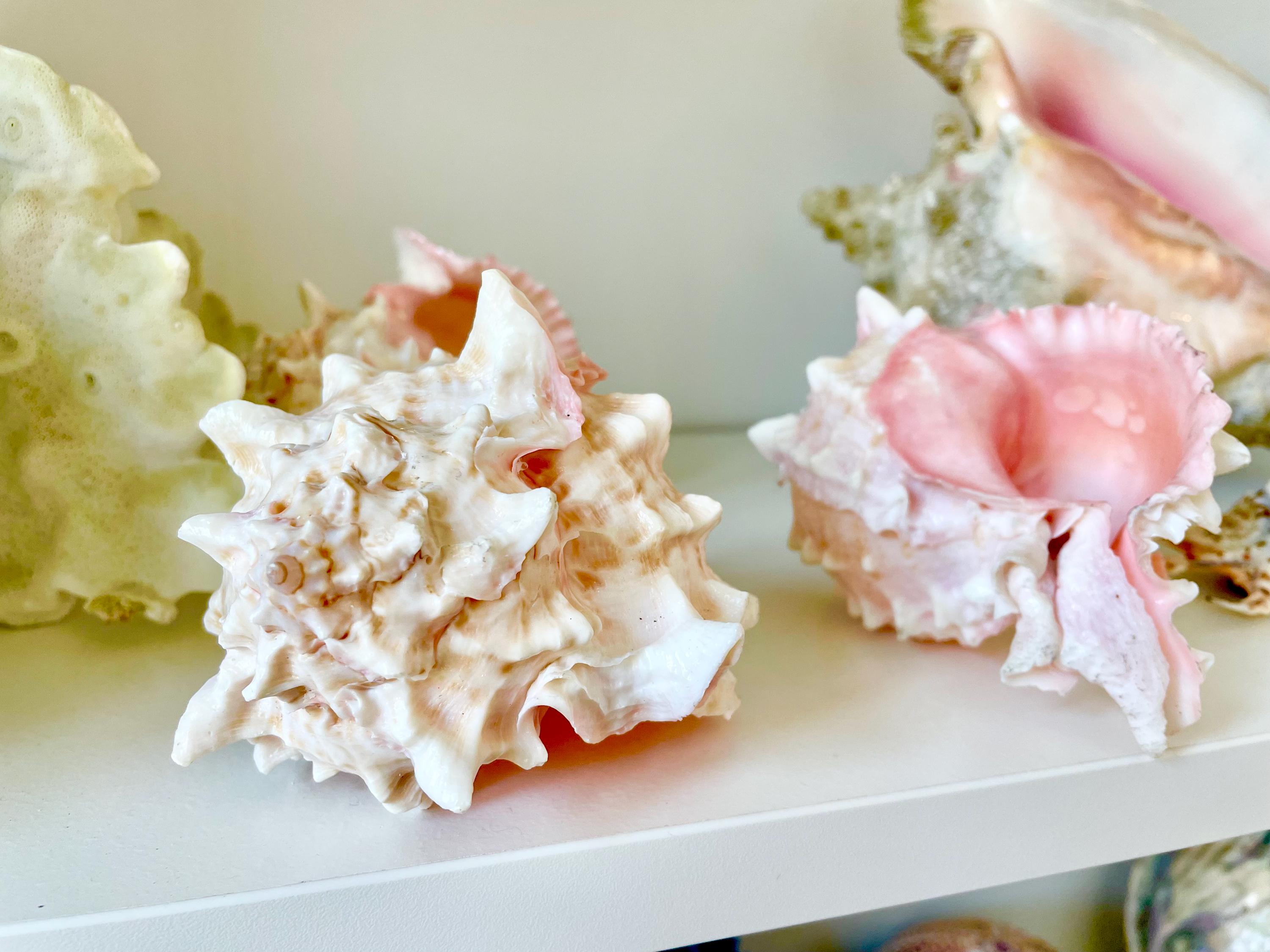 Pink Conch Shell Turtle PINK MUREX CONCH Shell 4-5