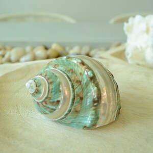 May include: A green and brown seashell with a pearly iridescent sheen. The shell is sitting on a light wood surface.