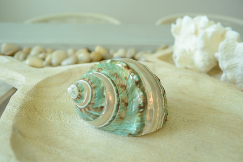 May include: A green and brown seashell with a pearly iridescent sheen. The shell is sitting on a light wood surface.