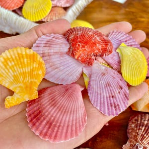 May include: A collection of colorful scallop shells in shades of pink, red, yellow, and orange. The shells are arranged in a hand, showcasing their intricate patterns and textures.