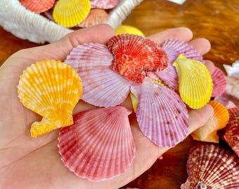Pecten Nobilis Scallop Shells: 1.5-2" *Bulk 2.2 pds / 1 Kilo* Colorful Small Craft Seashells