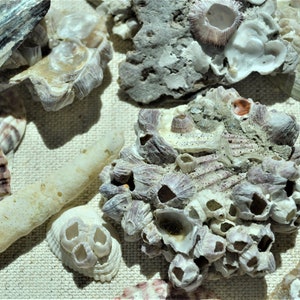 Natural Barnacle Clusters Ocean Life Coastal Beach Decor Crafts Oddities Seashells