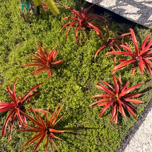 May include: Six vibrant red bromeliad plants with long, pointed, spiky leaves are arranged in a cluster. These plants are set against a dense, low-growing carpet of bright green ground cover foliage in a sunny outdoor garden setting.