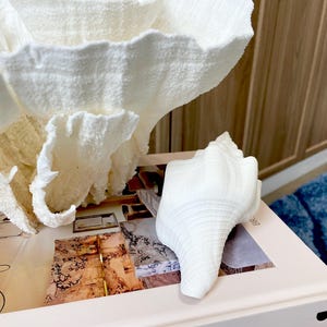 K&ouml;nnte beinhalten: Eine wei&szlig;e Muschelbildhauerei und ein gro&szlig;es, strukturiertes, wei&szlig;es, korallenartiges Dekorationsobjekt. Die Objekte werden auf einem Buch ausgestellt. Der Hintergrund umfasst Holzschr&auml;nke und einen blauen Teppich.