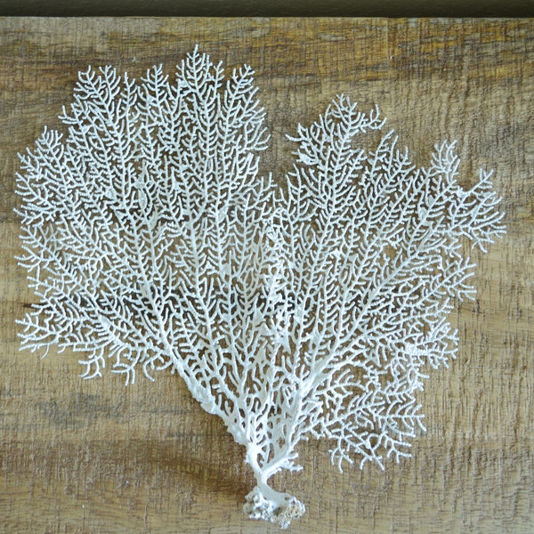 8-18” White REAL Sea Fans For Framing Ocean Reef Natural Beach Coastal Décor Crafts Display